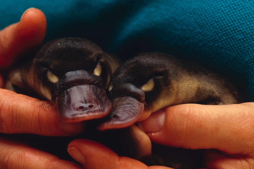 Human hands cradle rare twin Platypus babies known as Puggles.