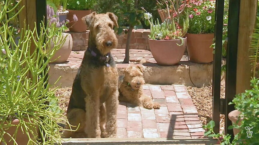 Two dogs sitting on a path in a garden.