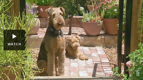 Two dogs sitting on a path in a garden. Has Video.