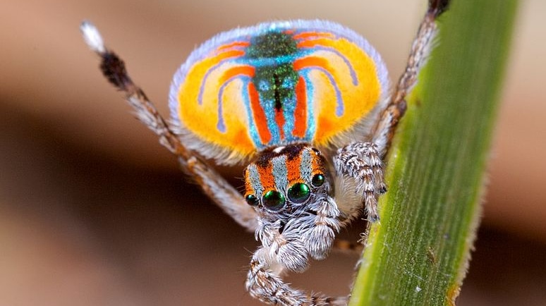A male peacock spider Maratus volans in full courtship display
