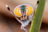 A male peacock spider Maratus volans in full courtship display
