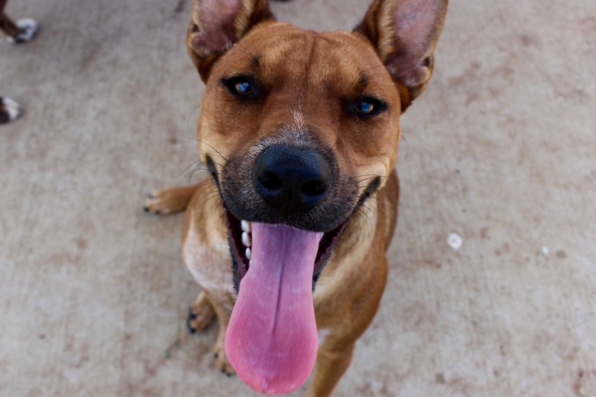 A dog smiles into the camera, pink tongue hanging out