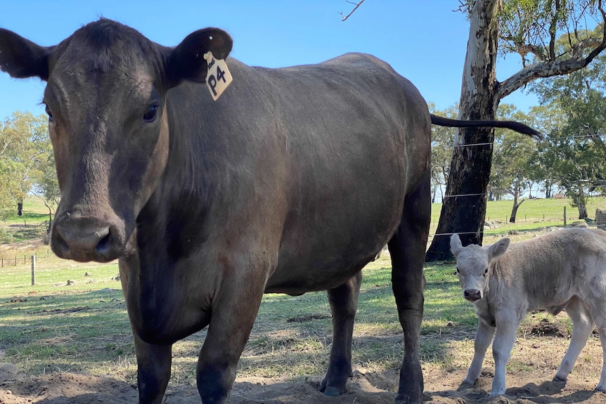 A cow and a calf on an Adelaide Hills farm.