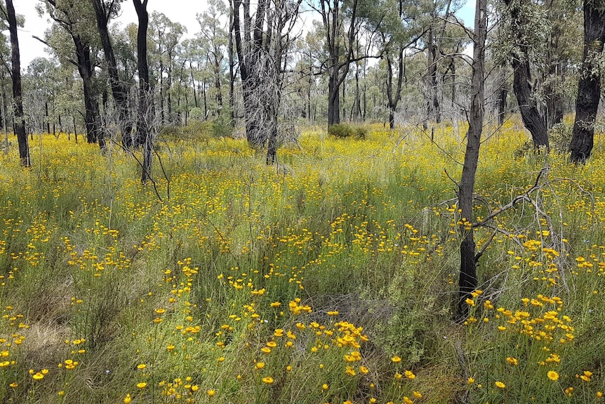 Yellow wildflowers.