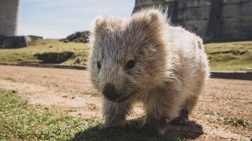 A pale, young wombat gets close to the camera.