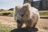 A pale, young wombat gets close to the camera.