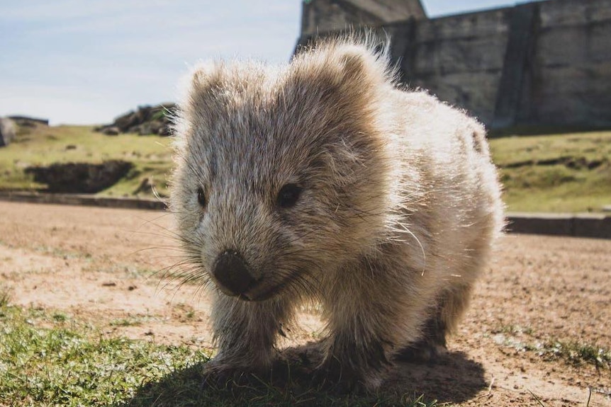 A pale, young wombat gets close to the camera.