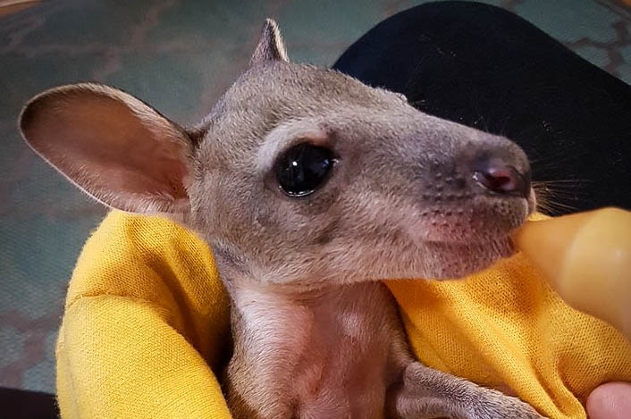 A young joey wrapped in a yellow blanket drinks from his bottle.