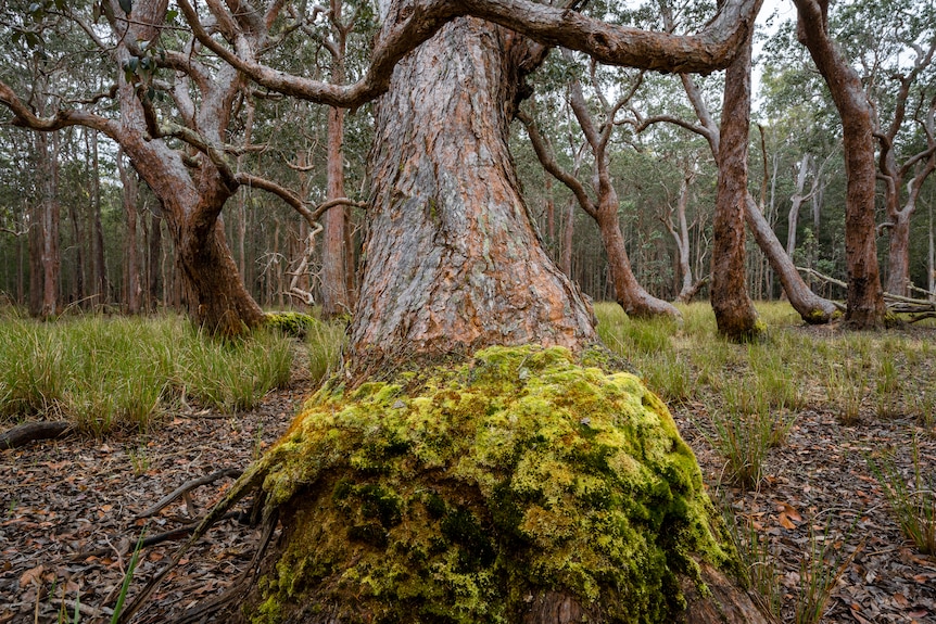 A mossy green tree trunk.