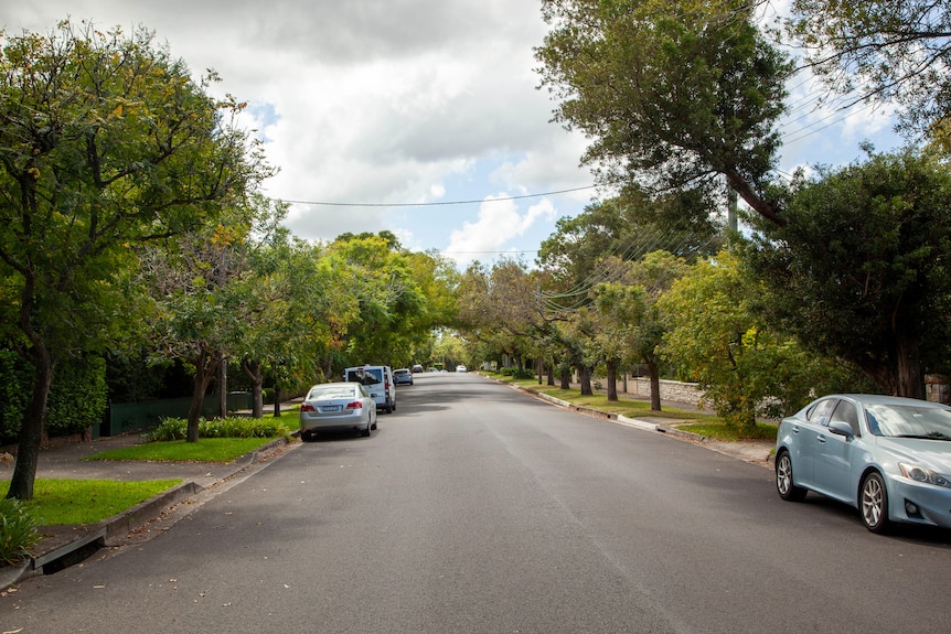 a street in the sydney suburb of killara with trees lining the road and a few cars parked on the side of the road