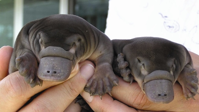 A pair of hands holds two baby platypi.