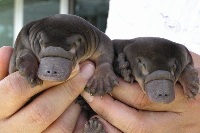 A pair of hands holds two baby platypi.