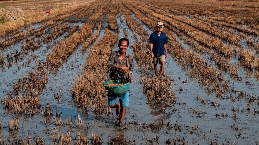 Two farmers walking in a rice field flooded with water