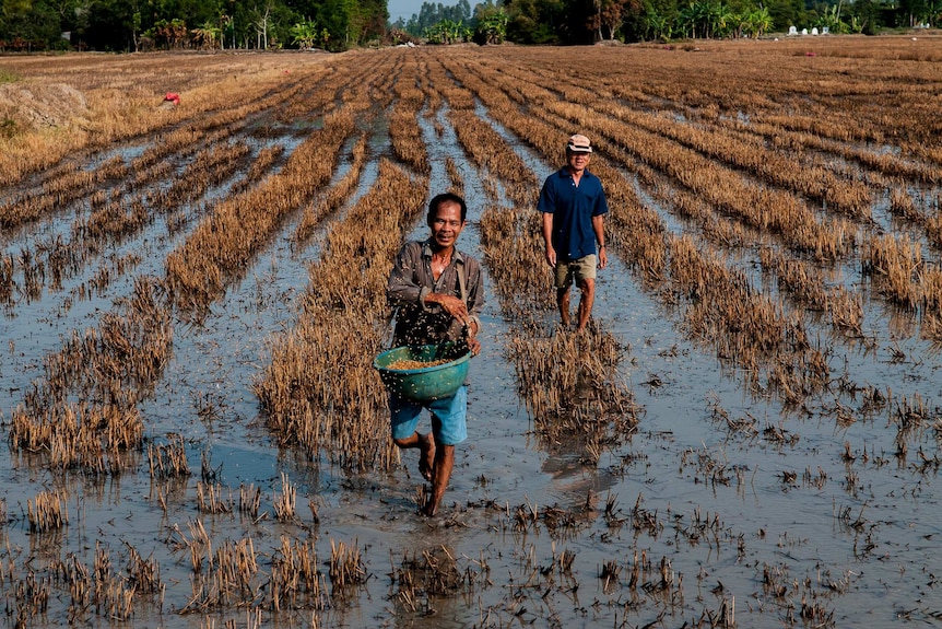 Two farmers walking in a rice field flooded with water