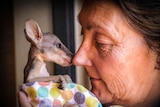 a woman puts her nose against the nose of a joey kangaroo.