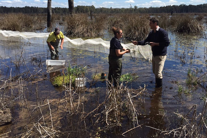 Rural reporter, Warwick Long in gumboots conducting an interview in a wetland whilst water plants are being planted.