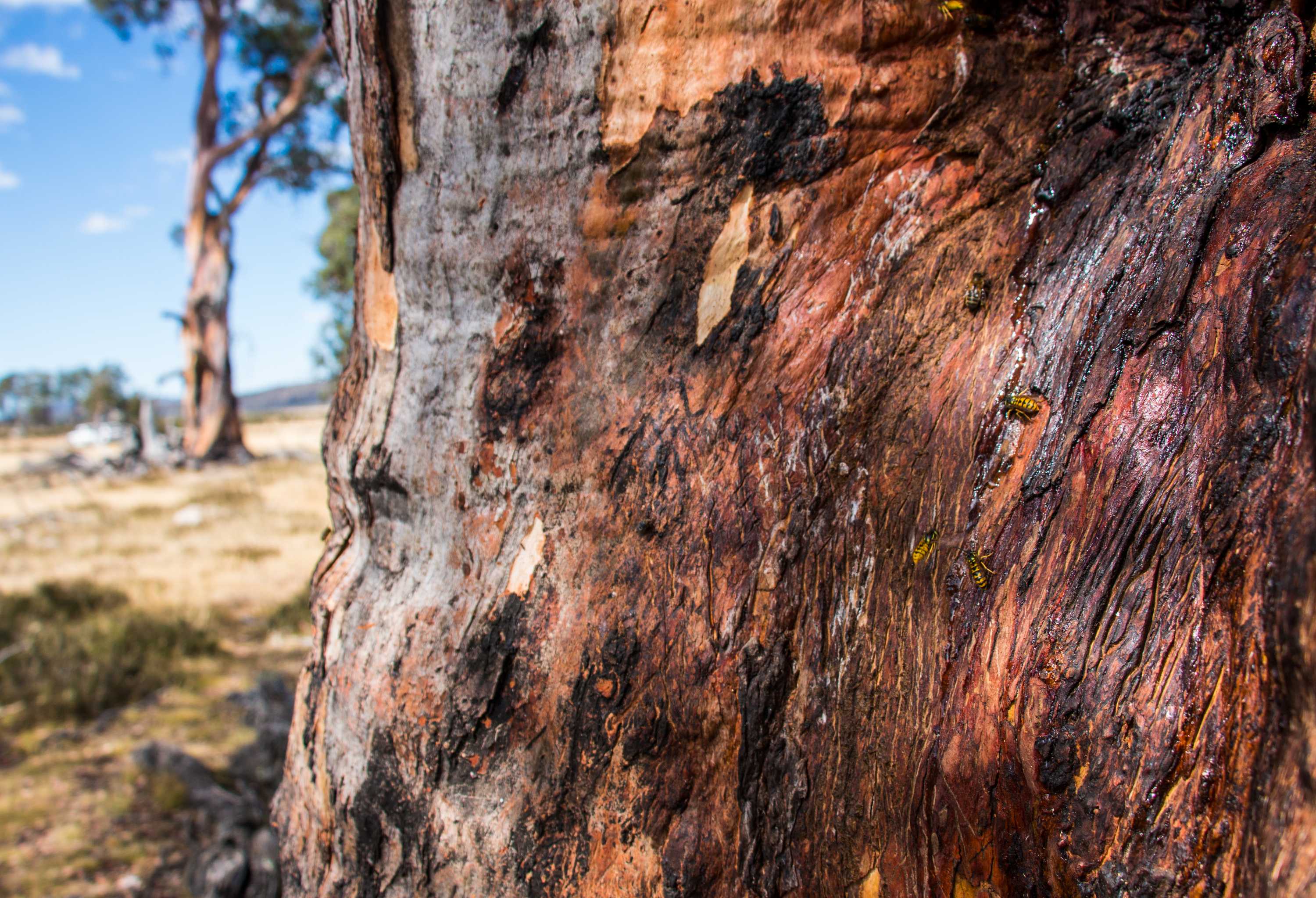 Tasmanian cider gum ferment 'a drink that shaped Australia', says