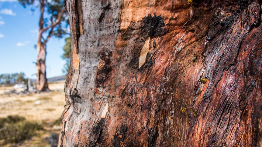 Bees drink the sap off the trunk of a healthy Miena Cider Gum.