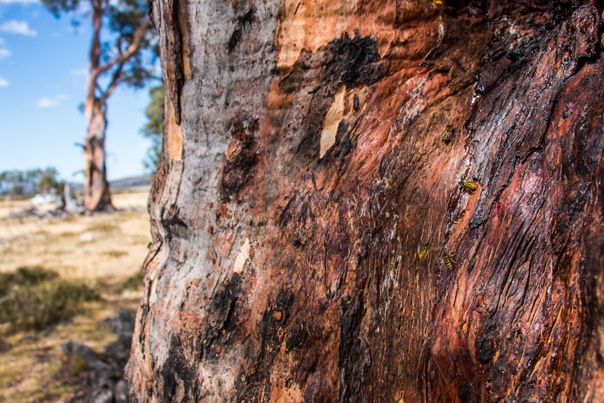 Bees drink the sap off the trunk of a healthy Miena Cider Gum.