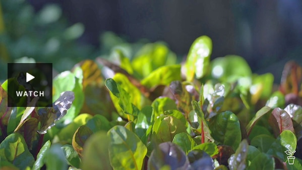 Different leafy lettuce varieties growing in a garden. Has Video.
