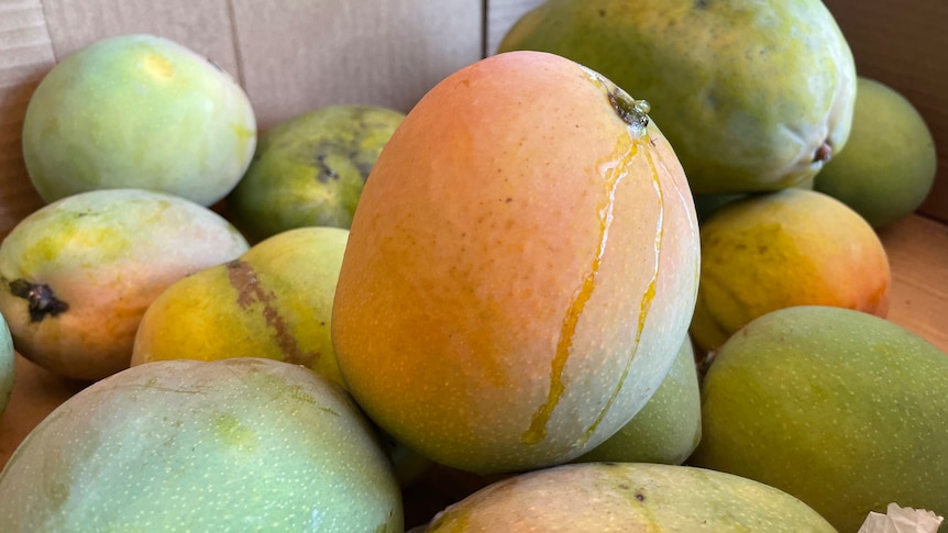 mangos in a box, some sap leaking from top 