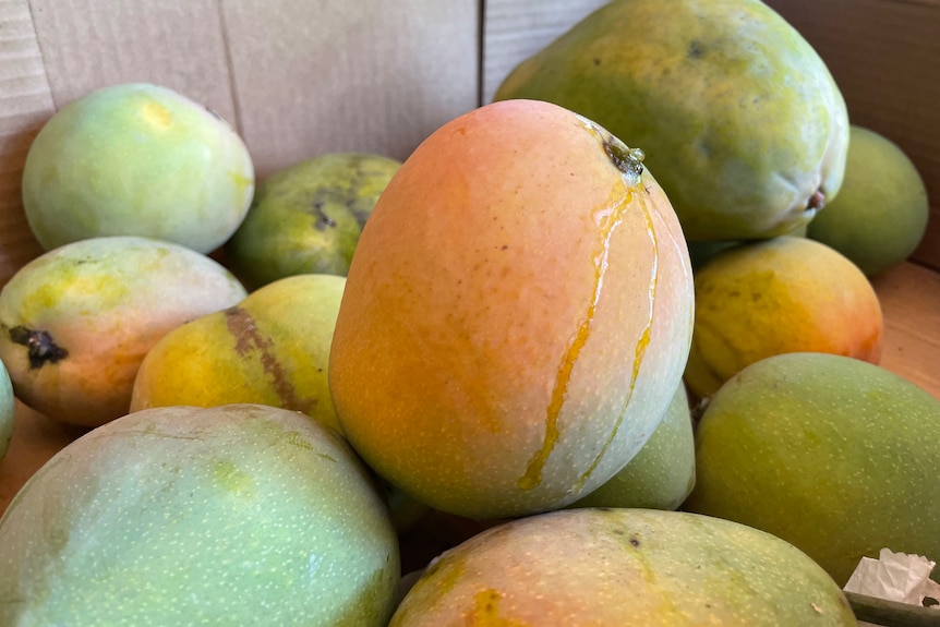 mangos in a box, some sap leaking from top 