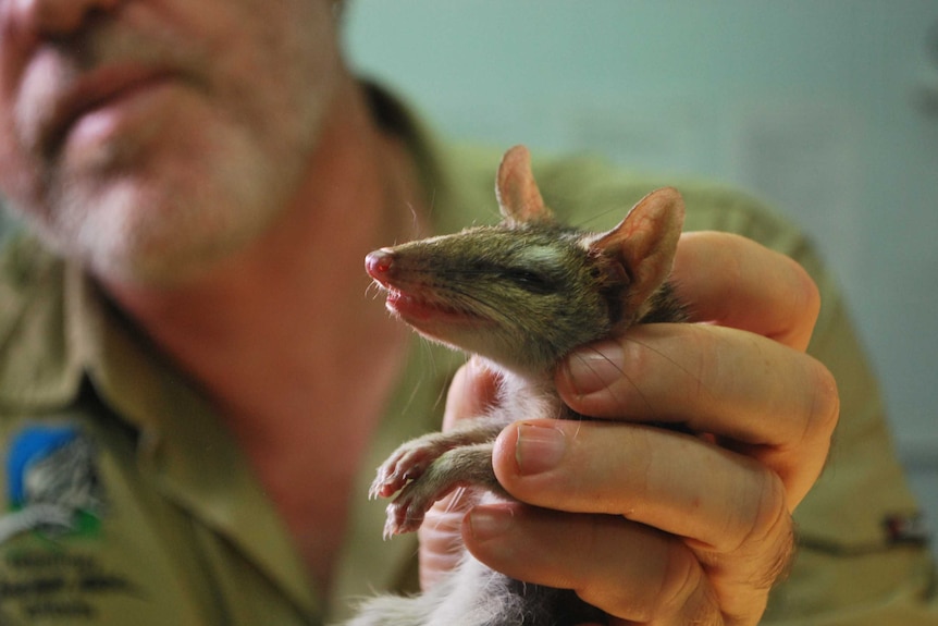 A vet holds a baby quoll.