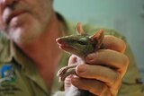 quolls 3.JPG