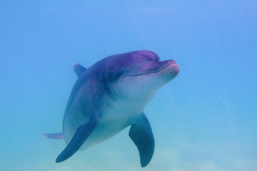 A photo of a dolphin underwater, surrounded by the ocean which is a clear but light blue colour