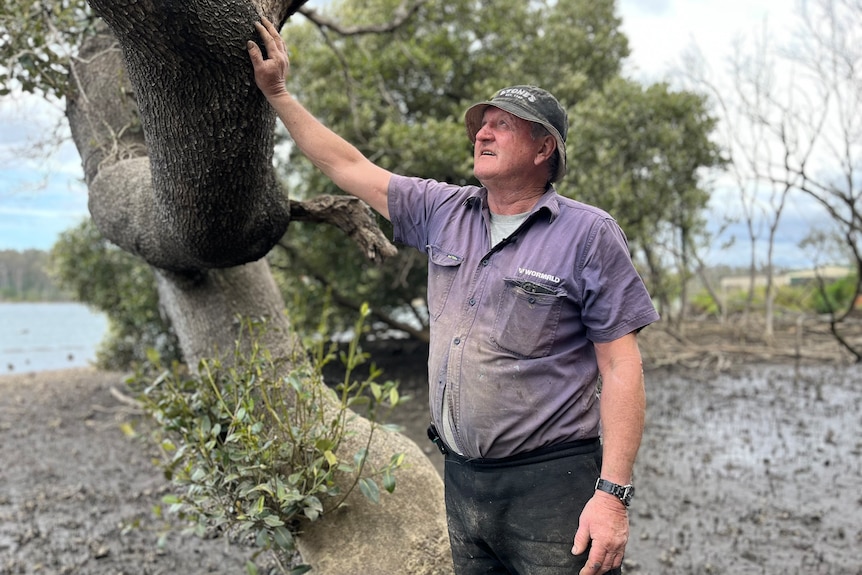 Man leaning against a partially burnt mangrove alongside a river.