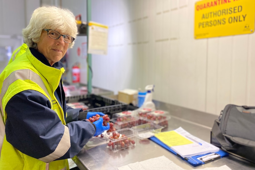 Janet Dunbabin stands at a steel, inspection table in a high vis vest holding grapes.
