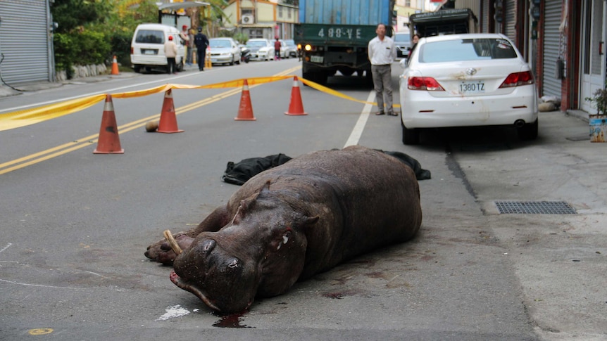 Injured hippo lies on the ground after it jumped from a truck in Taiwan