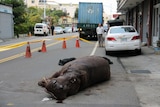 In this photo taken on December 26, 2014, an injured hippo lies on the ground after it jumped from a truck in Miaoli county
