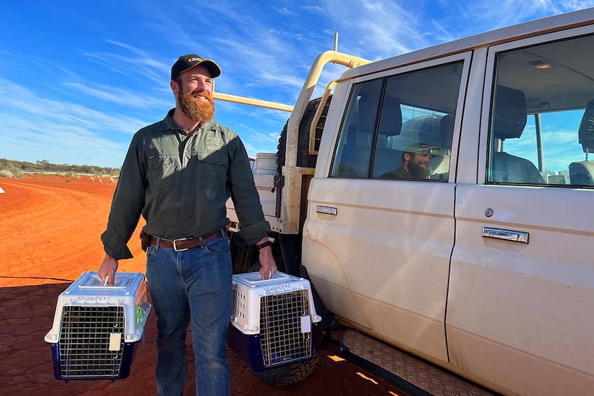 Man carries two small animal cages past a ute, with red dirt and bushland in the background.