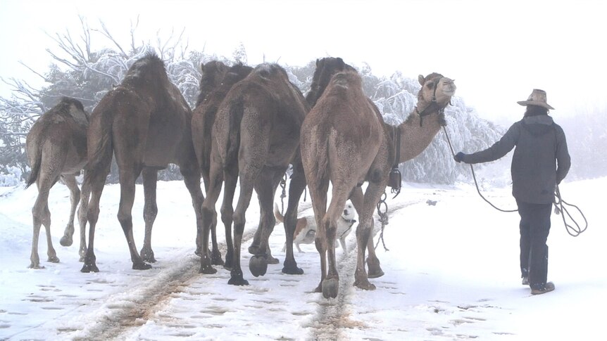 A man wearing long dark cloths walks through the snow with a group of camels.