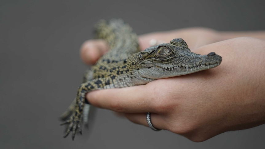 A baby saltwater crocodile held in its owners hands