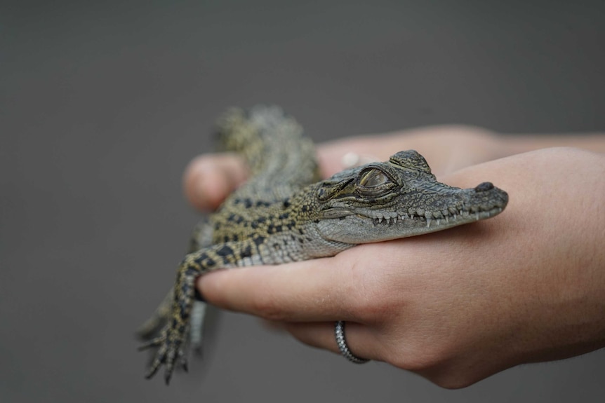 A baby saltwater crocodile held in its owners hands