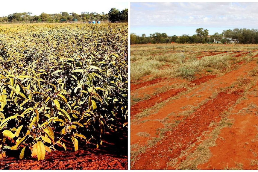 Before and after images of a healthy bush tomato crop against a mostly vacant field
