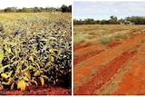 Before and after images of a healthy bush tomato crop against a mostly vacant field