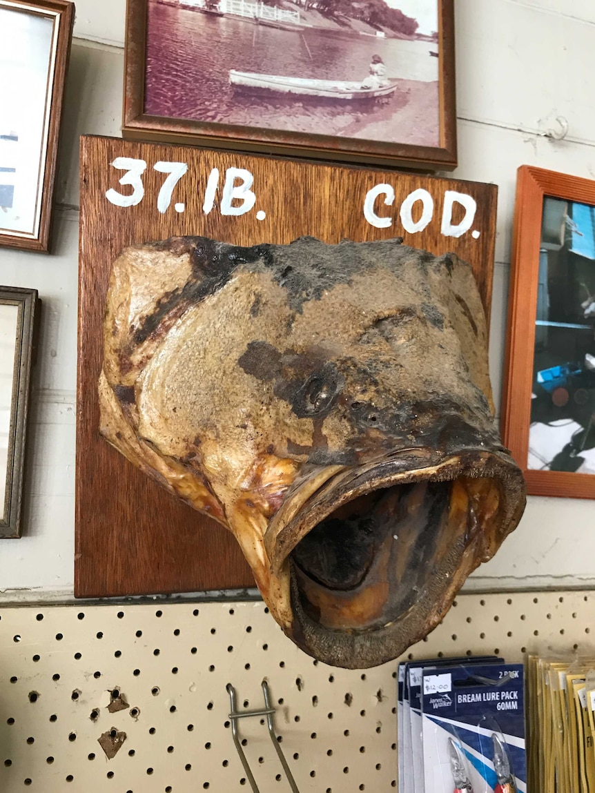 Large fish head on wooden panel hung on wall alongside photos.