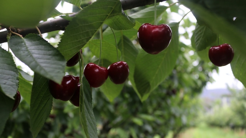 Cherries hanging in an orchard