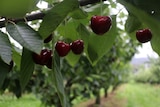 Cherries hanging in an orchard