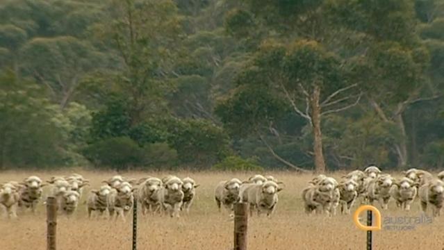 Sheep in a paddock