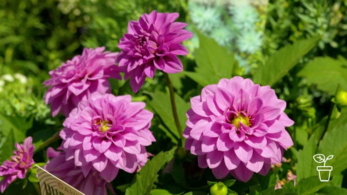 Bright pink flowers growing in a garden
