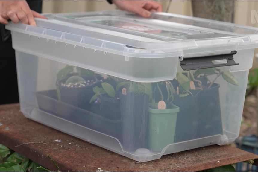 A storage box filled with plant cuttings