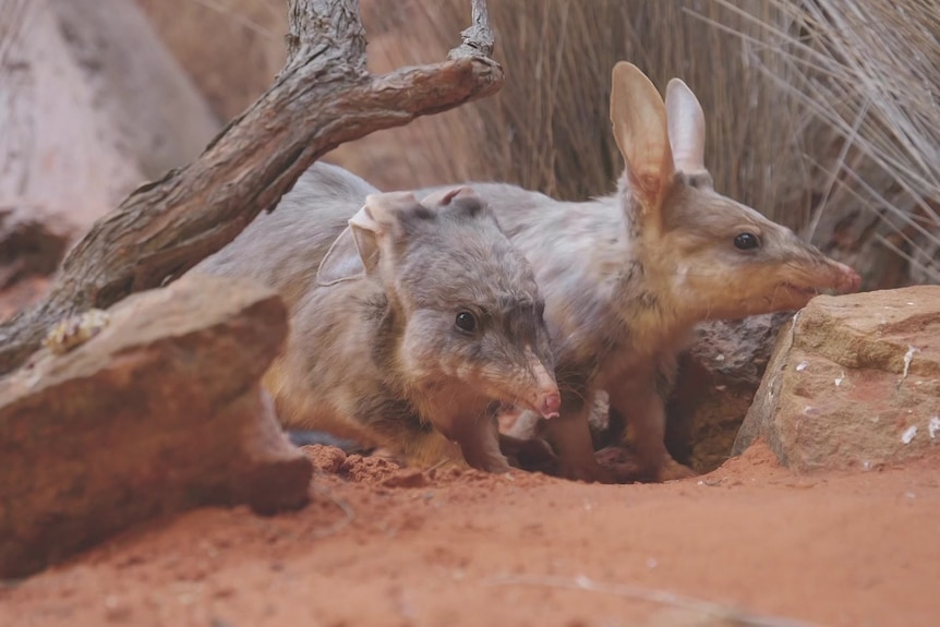 two small marsupials