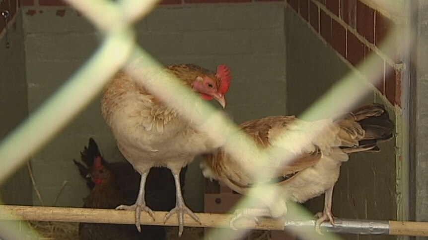 RSPCA given $90k from illegal cock fights