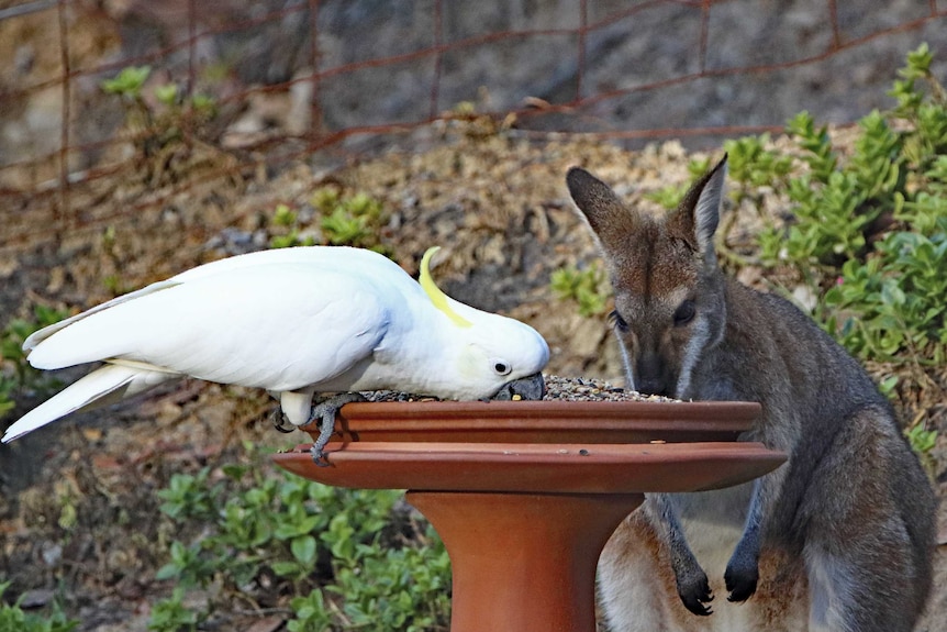 A cockatoo and a kangaroo both feed from a bird feeder