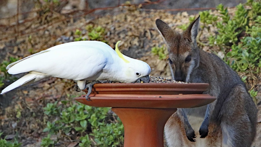 A cockatoo and a kangaroo both feed from a bird feeder