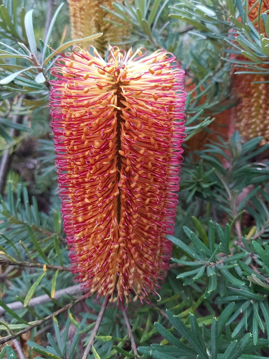 A bright native Australian flower.